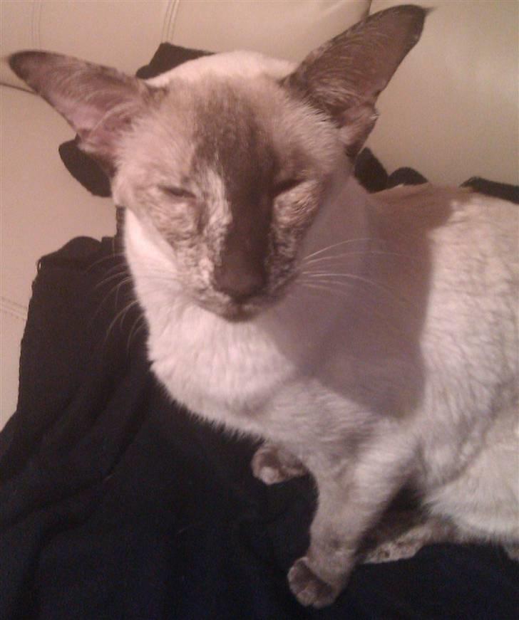 Siameser DK Skuld Freja billede 2