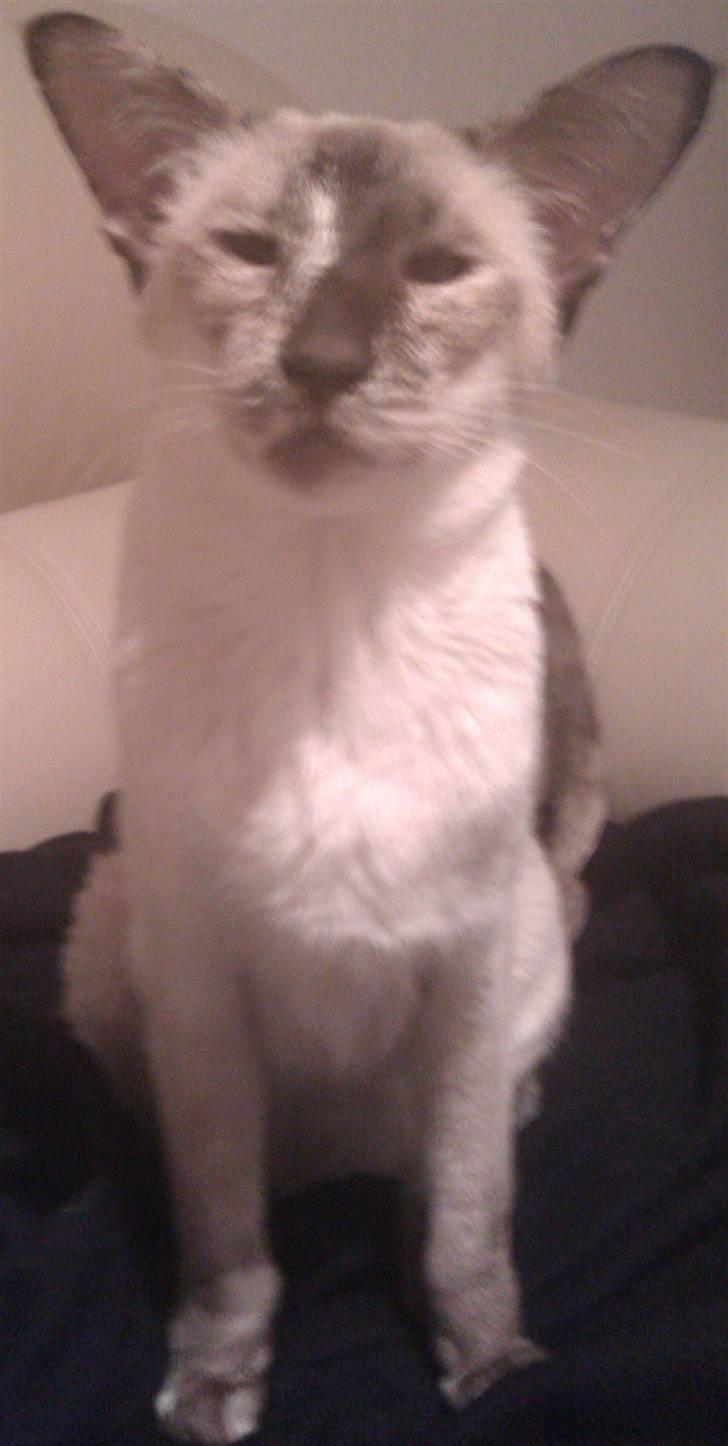 Siameser DK Skuld Freja billede 3