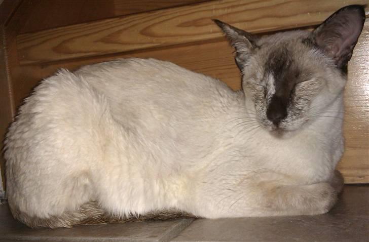 Siameser DK Skuld Freja billede 4