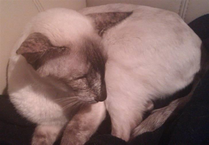 Siameser DK Skuld Freja billede 5