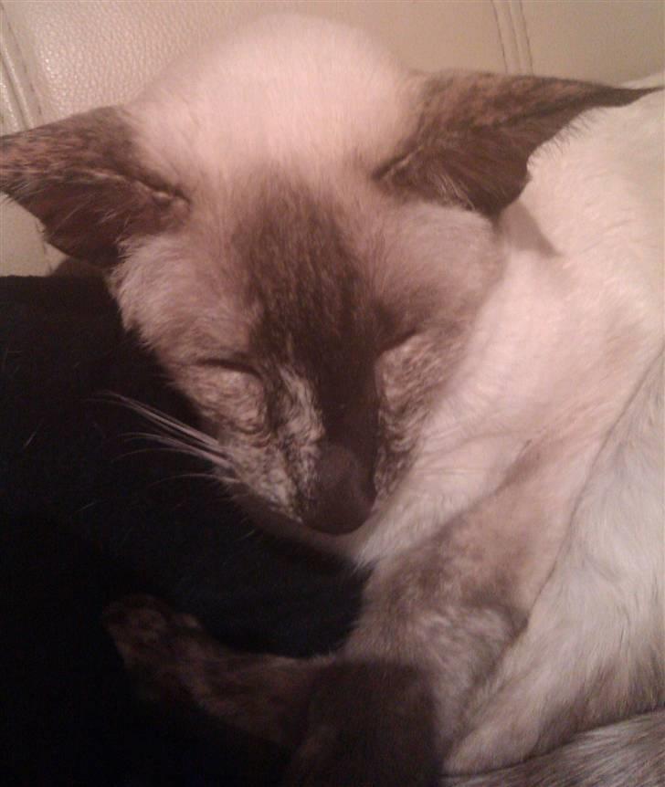 Siameser DK Skuld Freja billede 6