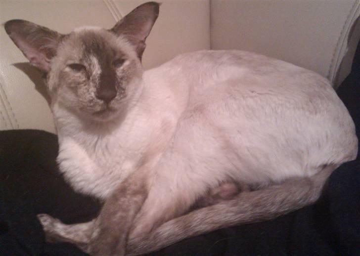 Siameser DK Skuld Freja billede 7