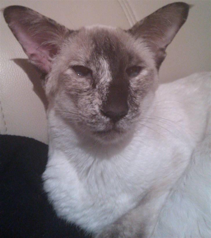 Siameser DK Skuld Freja billede 8