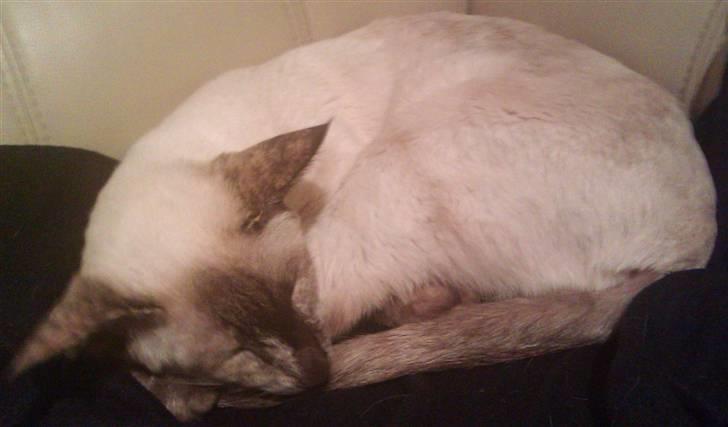 Siameser DK Skuld Freja billede 9