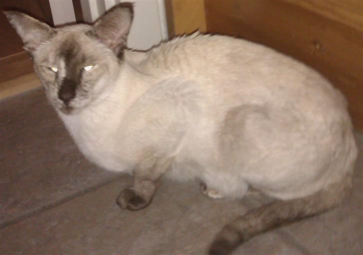 Siameser DK Skuld Freja billede 10