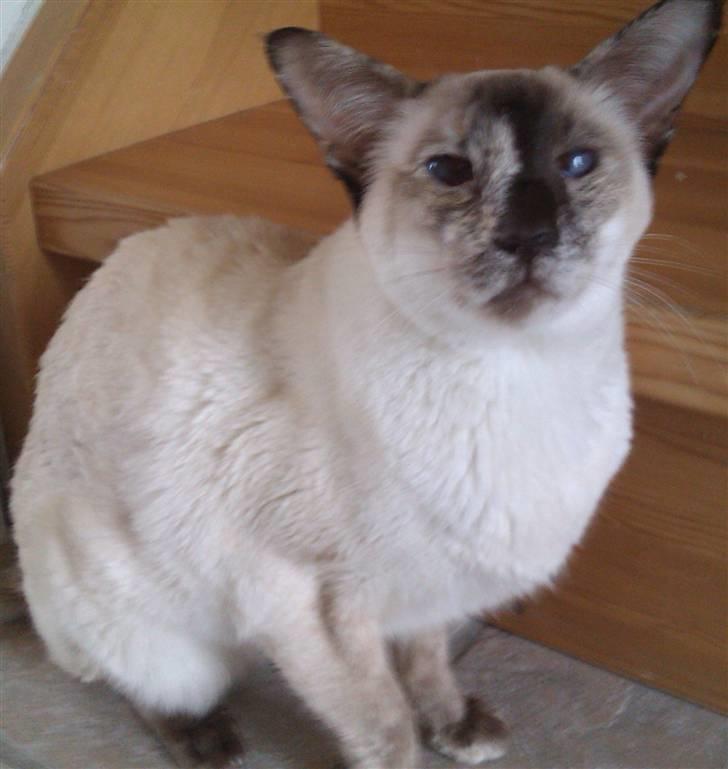 Siameser DK Skuld Freja billede 11