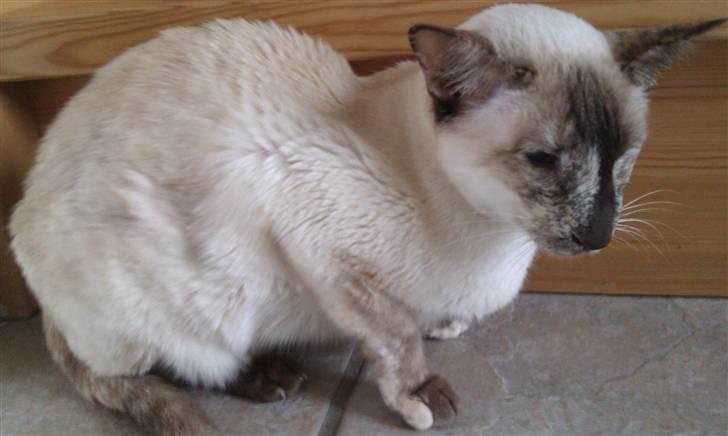 Siameser DK Skuld Freja billede 12