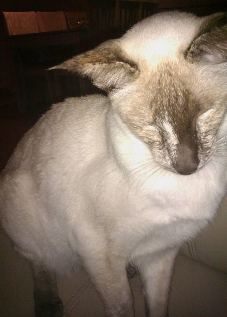 Siameser DK Skuld Freja billede 13