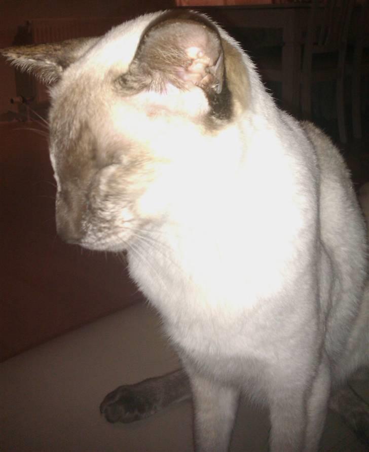 Siameser DK Skuld Freja billede 14