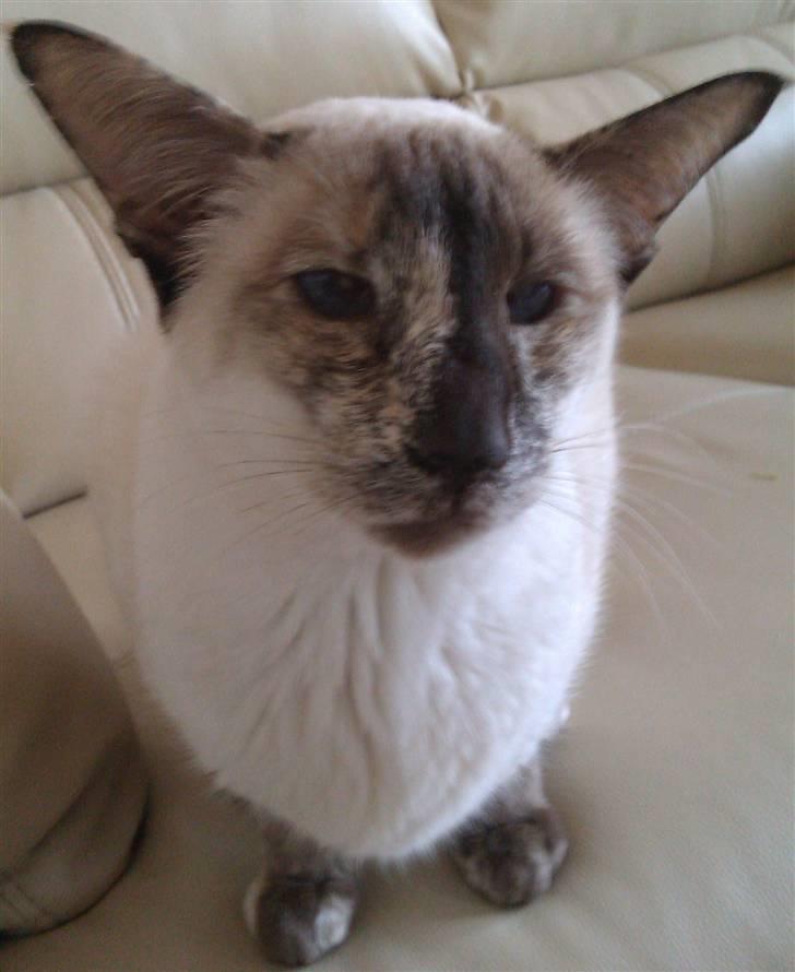 Siameser DK Skuld Freja billede 15