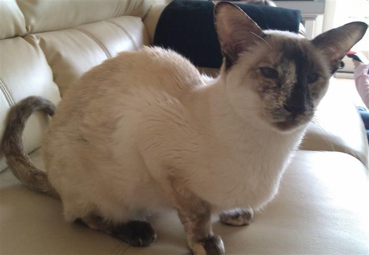 Siameser DK Skuld Freja billede 16