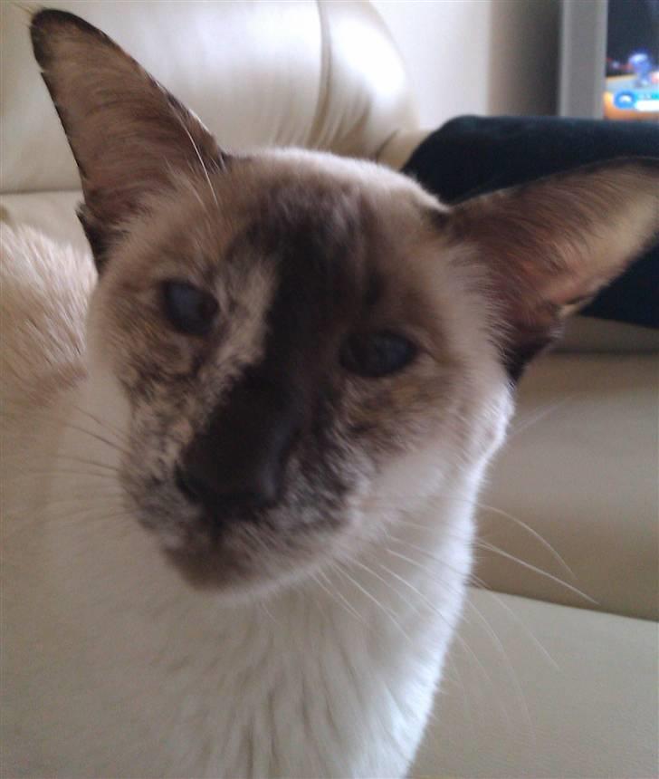 Siameser DK Skuld Freja billede 17