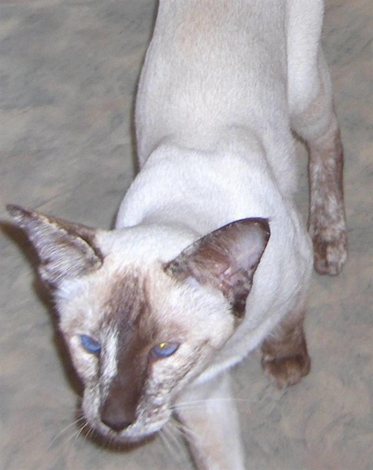 Siameser DK Skuld Freja billede 18