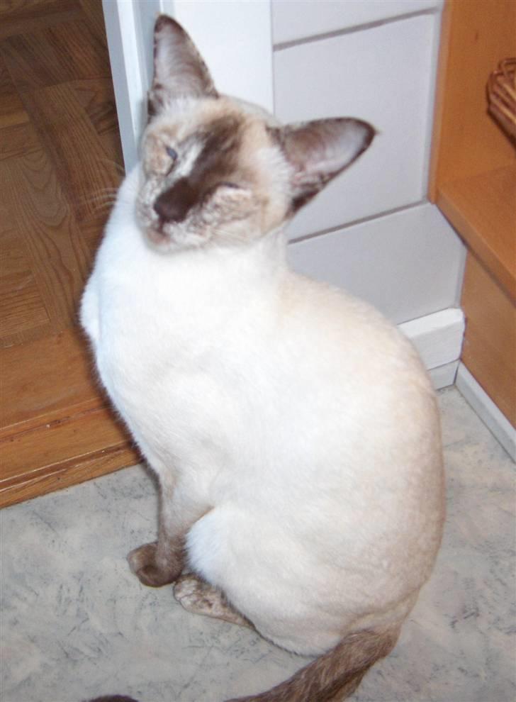 Siameser DK Skuld Freja billede 19