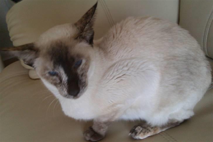 Siameser DK Skuld Freja billede 20