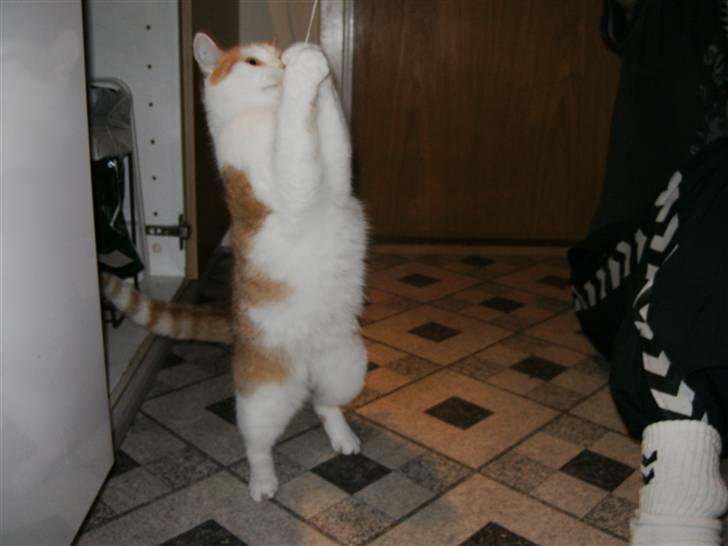 Huskat Bianca - hej jeg hedder bianca og velkommen til min profil :D  billede 1