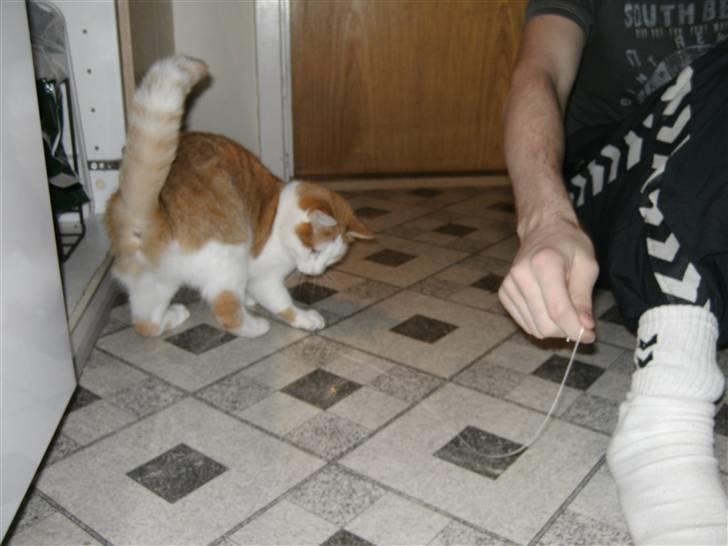 Huskat Bianca - her er jeg ved at jagte en snor :) billede 2