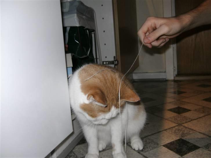 Huskat Bianca - jeg holder godt øje med hvor snoren er henne :p  billede 3