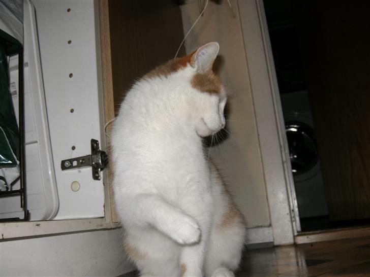 Huskat Bianca - <3  billede 4