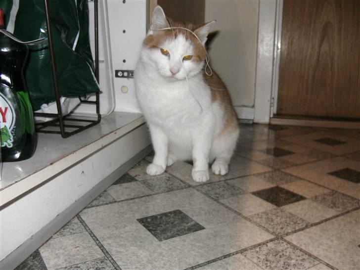 Huskat Bianca - er jeg ikk sød :i <3 billede 5