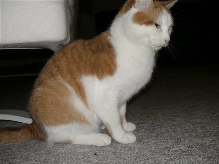 Huskat Bianca - er sidder jeg og holder lidt øje med hvor snoren er henne nu :)  billede 6