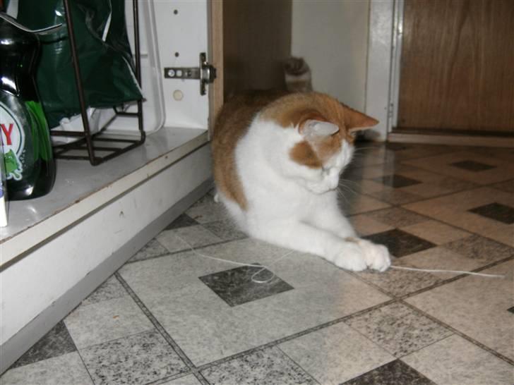 Huskat Bianca - fik dig ;p billede 7