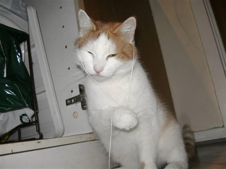 Huskat Bianca - er jeg ikk fin :D  billede 8