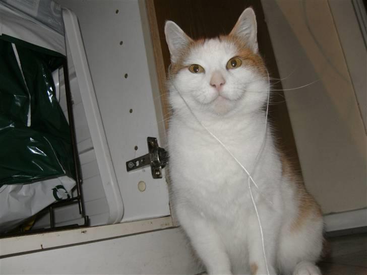 Huskat Bianca -  syntes i ikk jeg er sød :i  se mine fine øjne :) billede 9