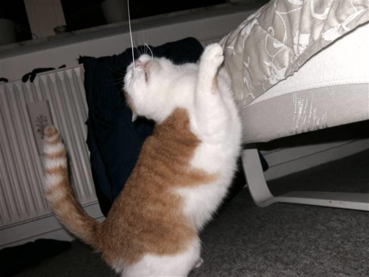 Huskat Bianca - og haps :D  billede 10