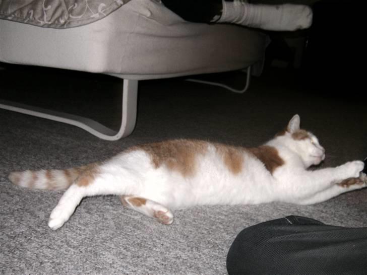 Huskat Bianca - man kan godt blive lidt træt af at lege så meget men så kan man jo ligge ned og prøve ;p billede 11