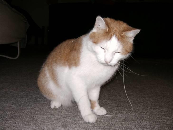 Huskat Bianca - den er på mig nu XD billede 13