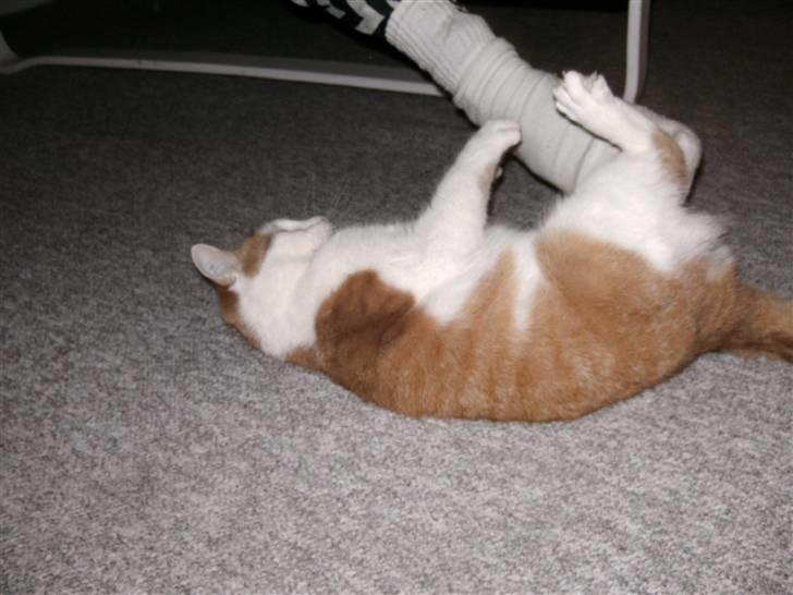 Huskat Bianca - haps igen :D billede 14