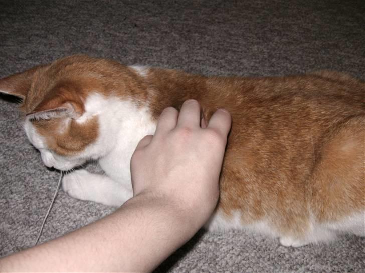 Huskat Bianca - dejlig og blive kælet for :D billede 15