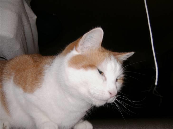 Huskat Bianca - kom her lille snor kom her ;D  billede 16