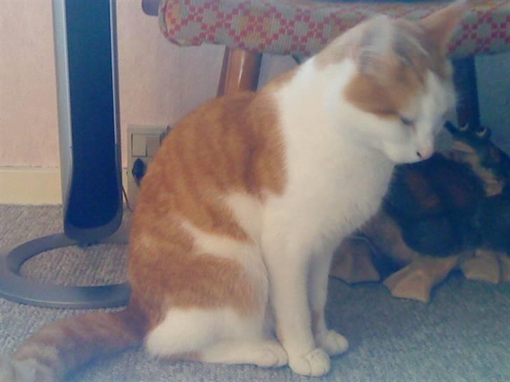 Huskat Bianca - her sidder jeg i solen det er fra 2010 i sommers  billede 17