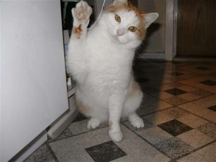 Huskat Bianca - farvel og tak fordi i kiggede med ^-^  billede 18