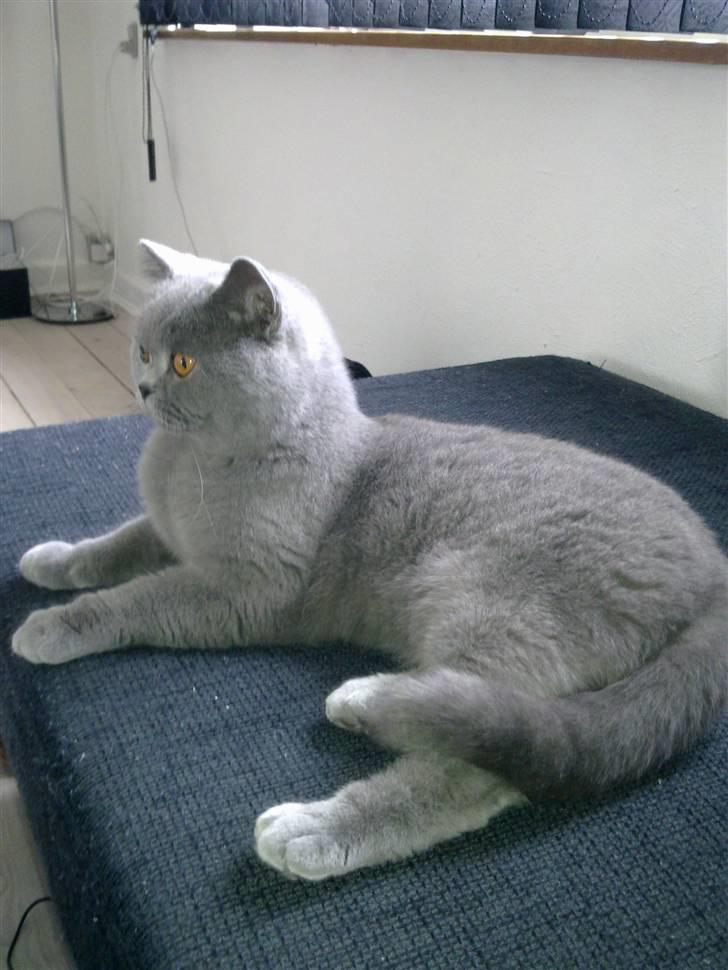British Shorthair James Bond - Så majestætisk billede 5