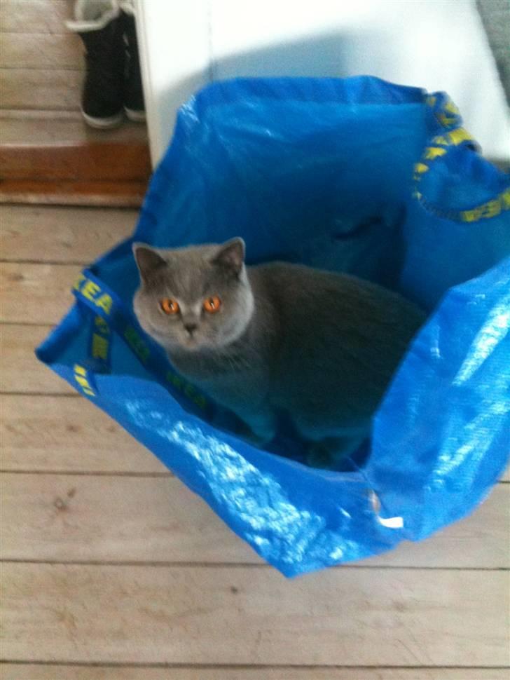 British Shorthair James Bond - Elsker poser billede 10