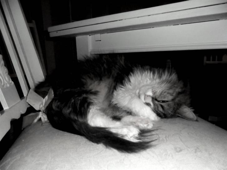 Blanding af racer Missi EFTERLYST - konkurrence billede, tema sløjfe på halen, bliver spænderne om missi får en placering :)  billede 14