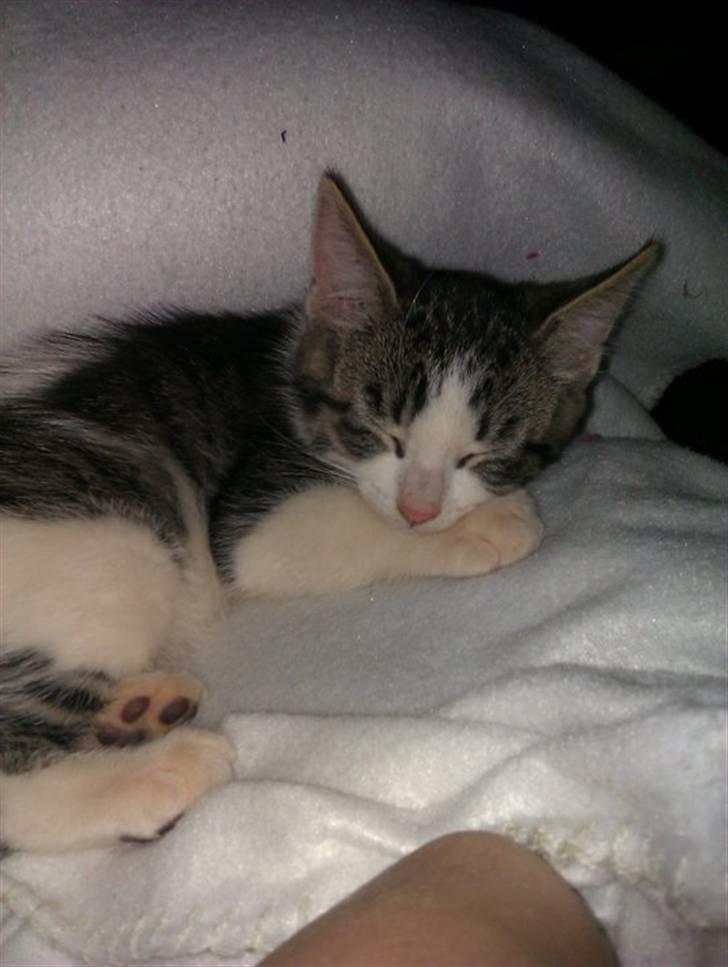 Blanding af racer Felex billede 7