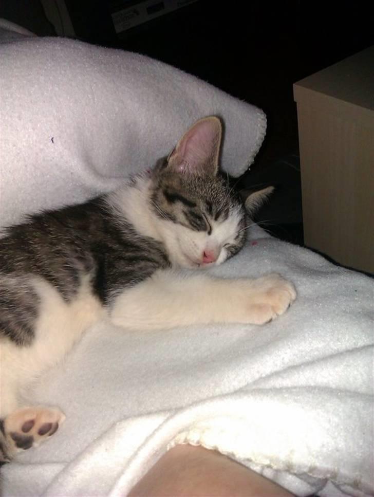 Blanding af racer Felex billede 8