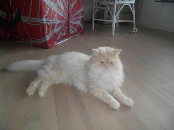 Blanding af racer Sigurd - Her er jeg 1 år og 4 md.  billede 11