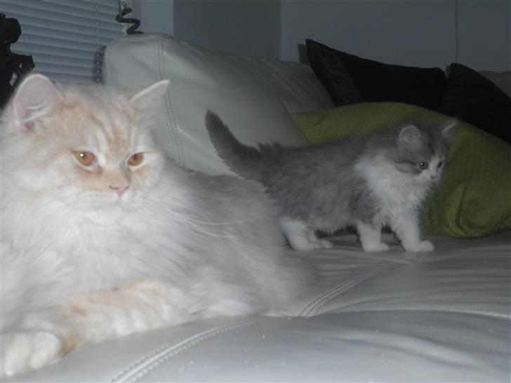 Blanding af racer Sigurd - Vi hygger i sofaen.. billede 12