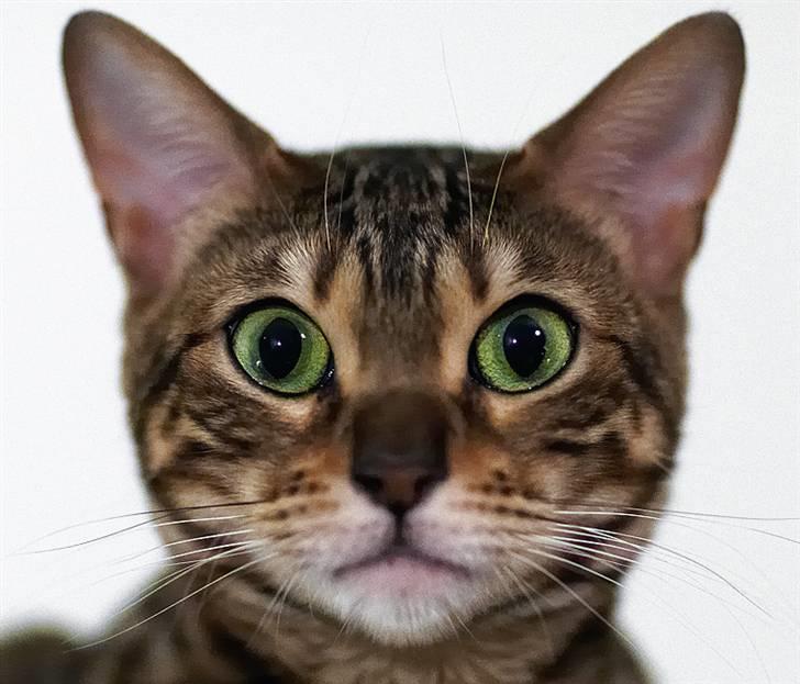 Bengal DK-Wild-diamond light in  billede 1