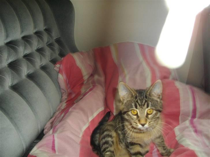 Huskat Frida  billede 5