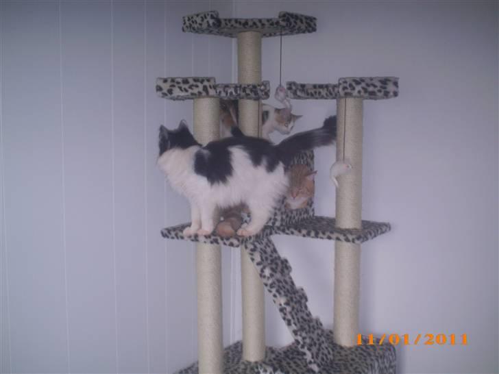 Blanding af racer Duchess *R.I.P.* billede 18