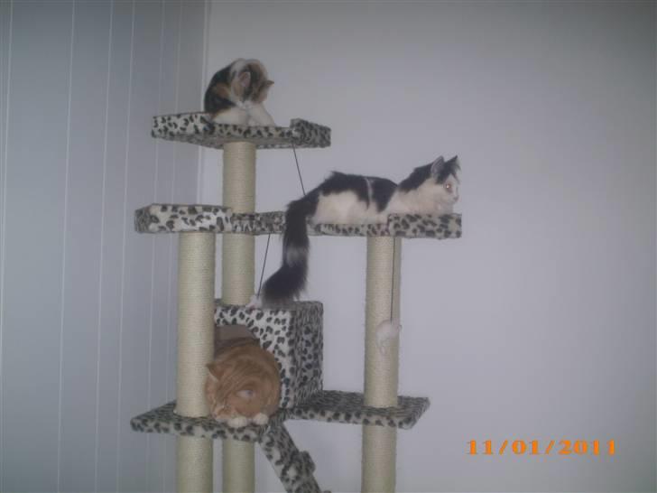 Blanding af racer Duchess *R.I.P.* billede 19