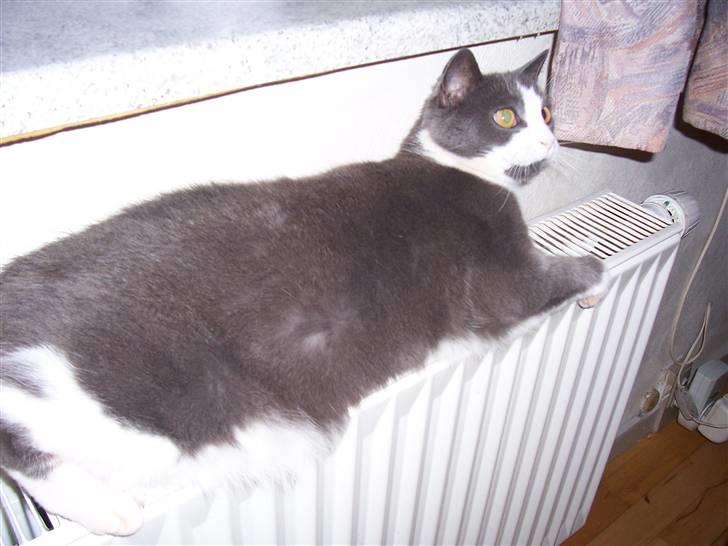 Huskat Søsser - hej jeg hedder søsser og velkommen til min profil :D  billede 1