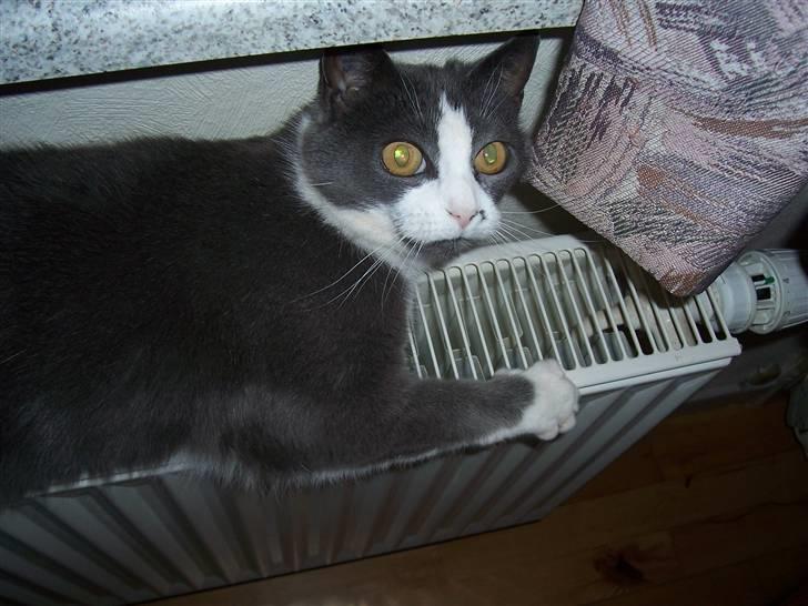 Huskat Søsser - jeg ligger tit her på radiatoren for at varme mig  :)  billede 2