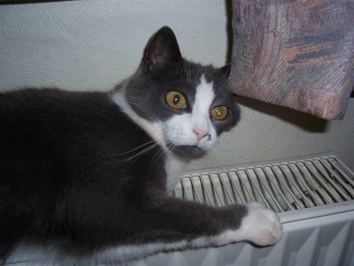 Huskat Søsser - <3 billede 3